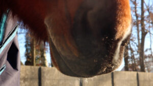 neus paard ademhaling bij paarden