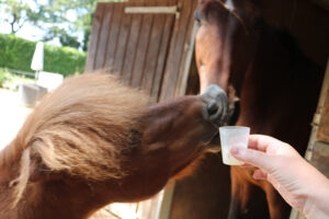 Pony ruikt aan zalf