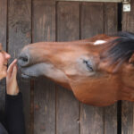 paard Fred left bananen voor paarden