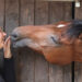 paard fred