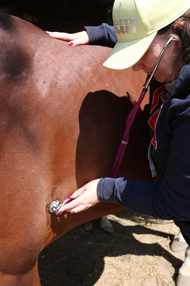 hartslag paard meten