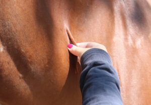 vocht te kort paard controleren huid paard