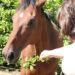 kruid voor paard