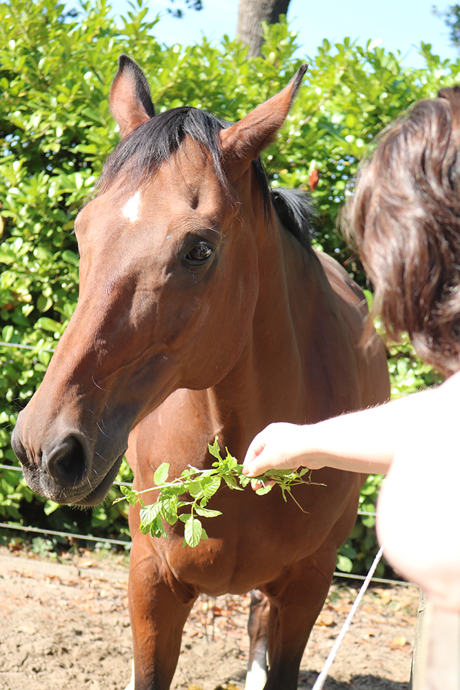 Paarden en kruiden; Marjolein