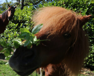 pepermunt voor paarden