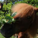 pepermunt voor paarden