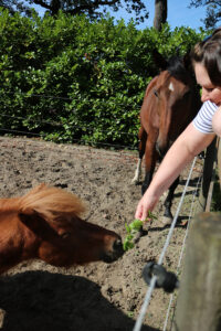 Salie voor paarden