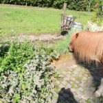 kruiden voor paarden munt voor paarden marjolein voor paarden salie voor paarden