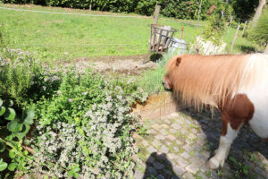 kruiden voor paarden munt voor paarden marjolein voor paarden