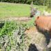 kruiden voor paarden