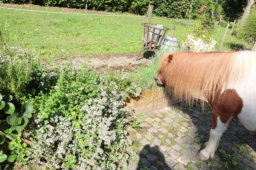 Paarden en aromatherapie; rozemarijn