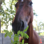 Munt voor paarden