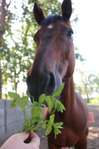 Munt voor paarden