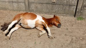 vitamine d voor paarden