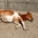 vintamine d bij paarden