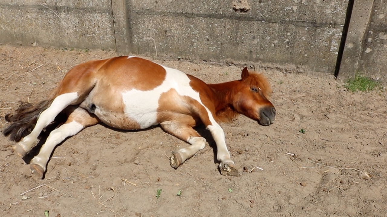 Vitamine D bij paarden