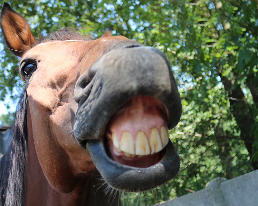 Slijmvliezen paard controleren