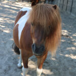 Sprookje over een pony homeopathie en paarden kaneel voor paarden left brain introvert