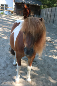 Sprookje over een pony homeopathie en paarden