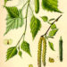 berkenblad
