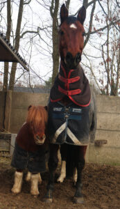 paard en pony