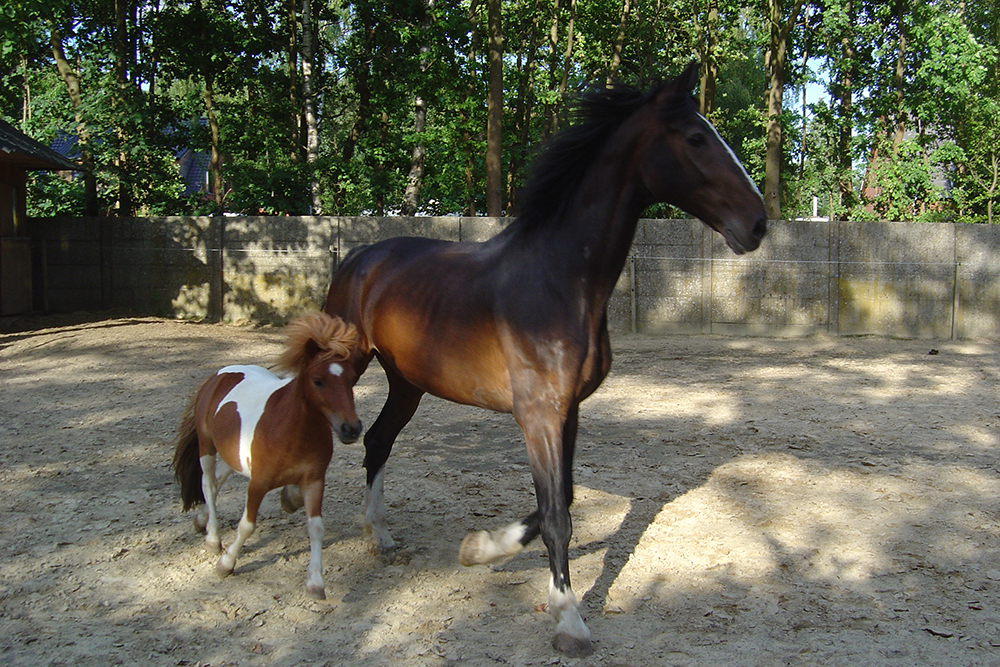 paard en pony