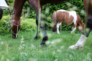 kruiden voor paarden