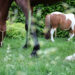 kruiden voor paarden