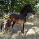 shetlander en paard wanneer een paard een eenhoorn wordt
