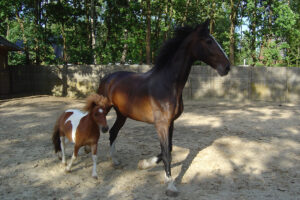 shetlander en paard