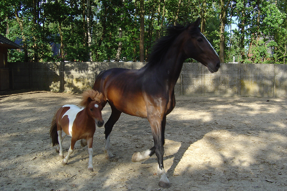 Wanneer een paard een eenhoorn wordt