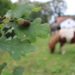 eikels paard