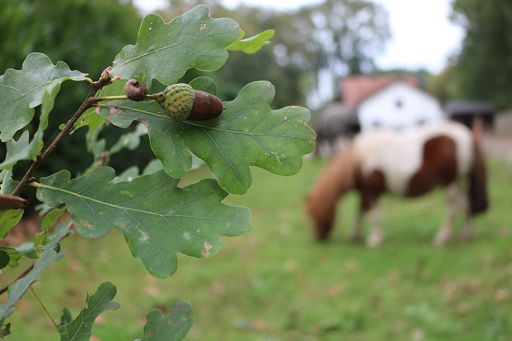 Paarden en bomen; Groene en bruine eikels zijn giftig