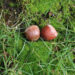 hazelnoten