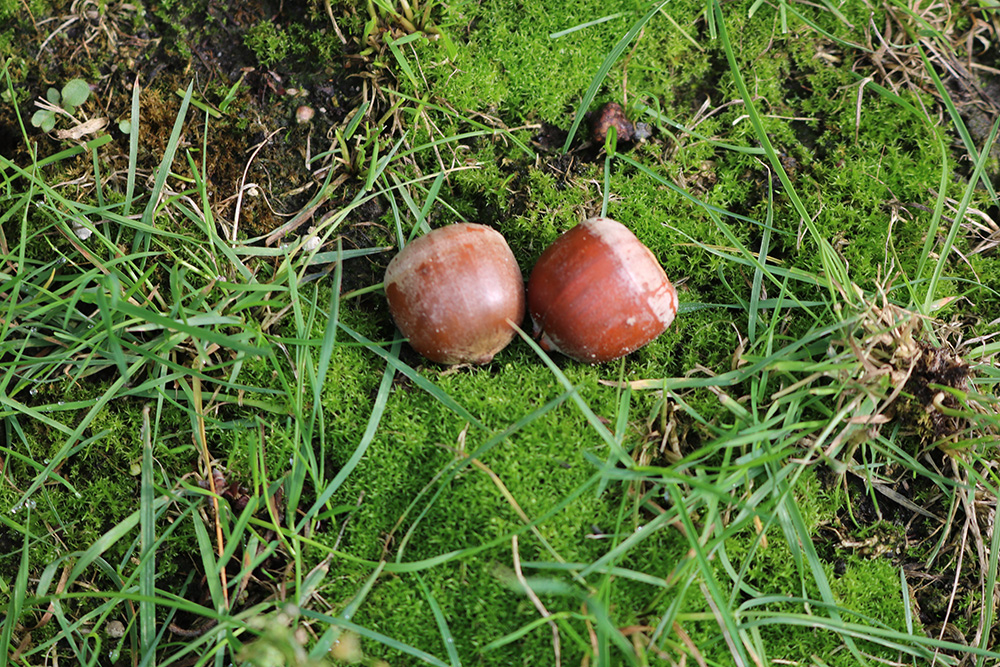 Paarden en planten; de hazelaar en  hazelnoten