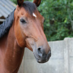 paardenhoofd reading ziek paard left brain extrovert paardenkarakters lezen
