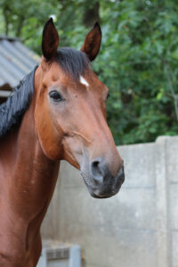 paardenhoofd reading ziek paard left brain extrovert paardenkarakters lezen
