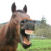 paard gaapt