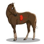maagzweren paard mariadistel voor paarden