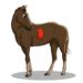 maagzweer paard