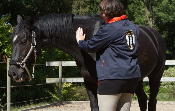 Reading van een paard