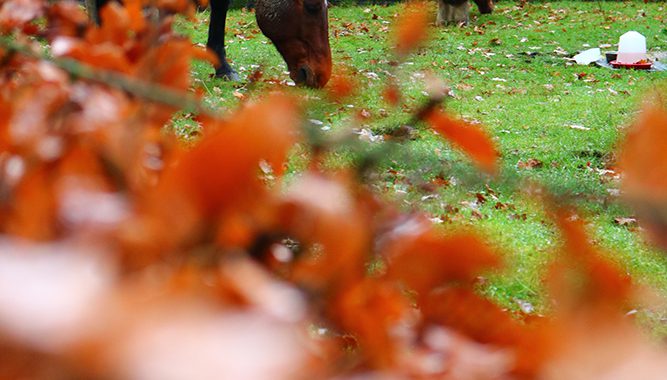 Koper, kopertekort paard