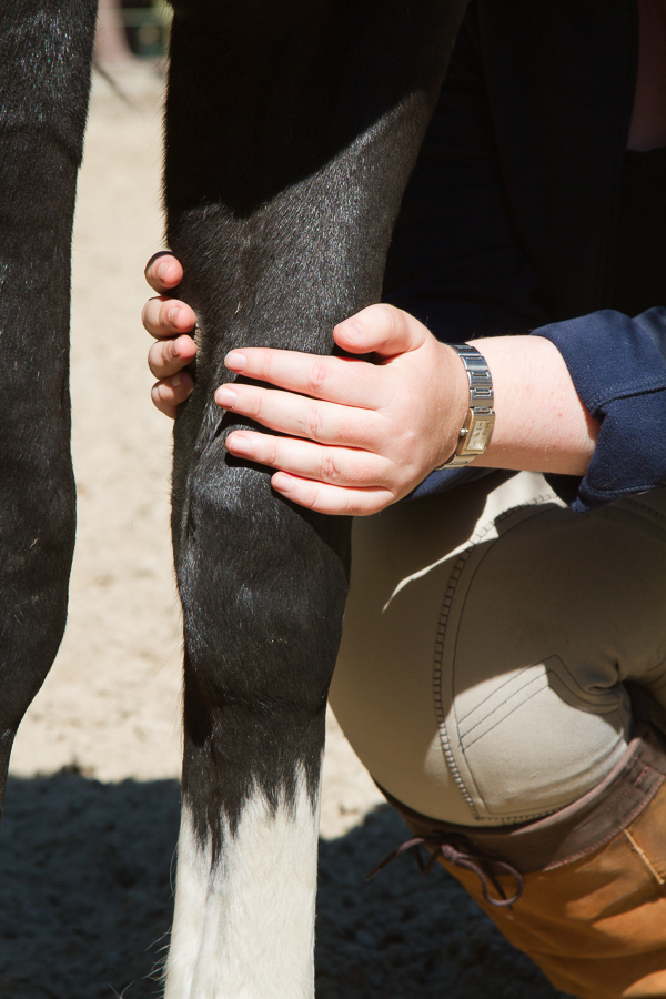 paardenbeen Peesblessures bij paarden