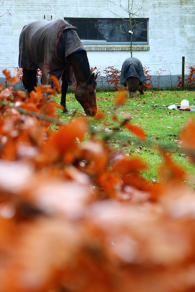 paarden in wei kruidengeneeskunde