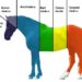 chakra paard