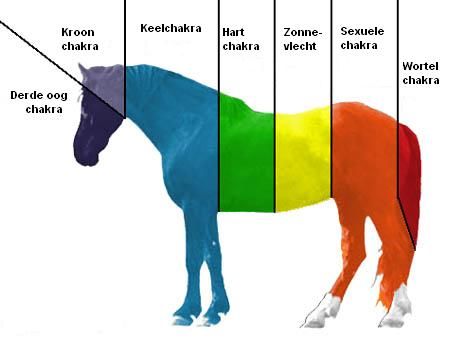 De 8 chakra’s bij dieren
