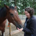 paard eet luzerne uit hand