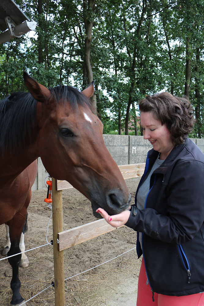 paard eet luzerne uit hand