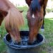 pony en paard drinken water