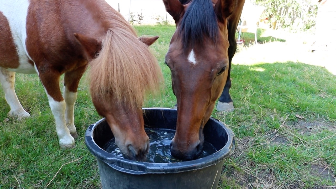 pony en paard drinken water